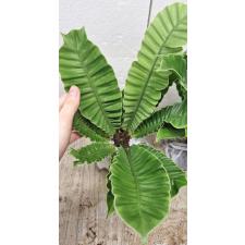 Asplenium 'Silver Wing'