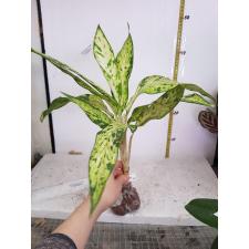 Dieffenbachia Star Bright 371 dekabr