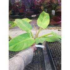 Philodendron melanonii 'Pure Gold'(round leaf) 381