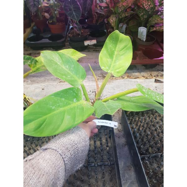 Philodendron melanonii 'Pure Gold'(round leaf) 381