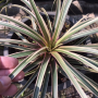 Tillandsia cyanea albomarginata.