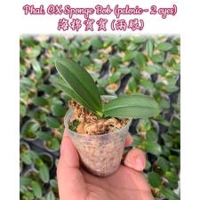 Phal. OX Sponge Bob (peloric - 2 eyes) 2.5" B24 June