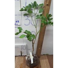 гваяковое дерево 4-ех листный / Guaiacum officinale (4 leaflet)