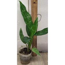 Аглаонема Шотт / Aglaonema Schott