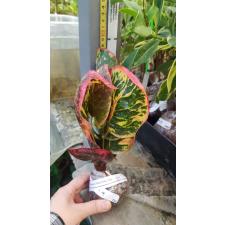Codiaeum Petch Pang Nga 180