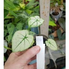 Caladium c4