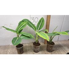 Диеффенбахия Стерлинг / Dieffenbachia Sterling (S)