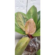 Philodendron Congo dwarf variegated