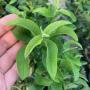 Psidium Dwarf (wavy leaf)