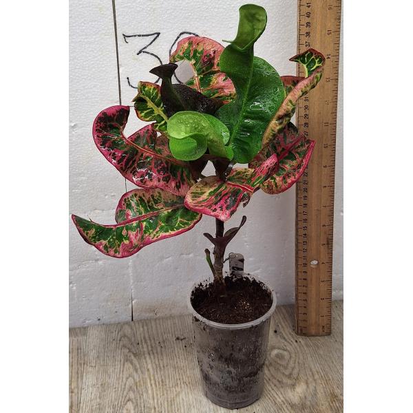 Кодиеум Ча ту ра Пхук пхи ман / Codiaeum Cha tu ra phuck phi man B-1