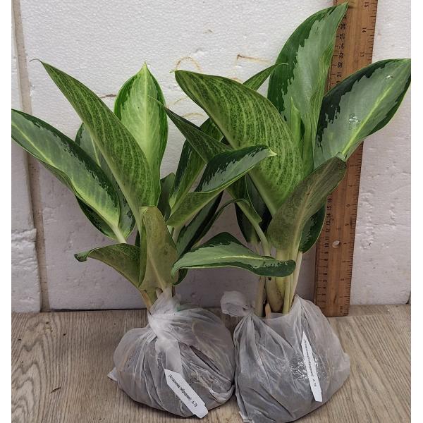 Аглаонема Длинный лист Банана / Aglaonema Long leaves Banana A-78