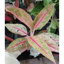 Aglaonema BA-4 Lagacy