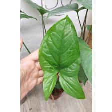 Syngonium podophyllum green