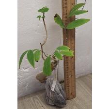 Райтия сирикитиае (Сеянец) / Wrightia sirikitiae (seedling) 289