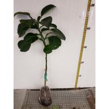 Citrus maxima (red and oval fruit) Vietnam (grafted