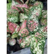 Aglaonema Tri colors A-110