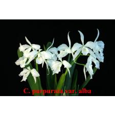 Каттлея пурпурата белая / C. purpurata var. alba
