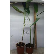 Геликония ростата / Heliconia rostrata