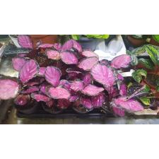 Calathea roseopicta 'Rosy' (P12)