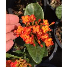 Ixora Bangkok Bicolor (orange and yellow) 280/1 август