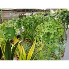 Dischidia Nummularia Hang 