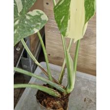 Monstera deliciosa 'Thai Constellation' 6 lev pot 4900p