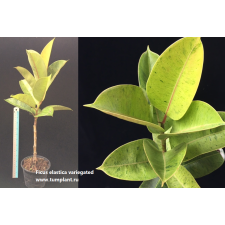 Ficus elastica variegated