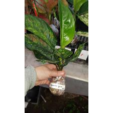 Aglaonema Heng Heng Heng 35-36