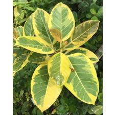 Ficus benghalensis 'Bengal Tiger'