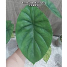Alocasia clypeolata A.Hay2.5"B10ps. October