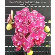 Phal. I-Hsin Cherry Bomb '228' (peloric - 2 eyes) 2.5" B9 octob