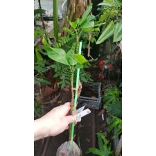 Codiaeum Paeng Puay уценка по 950р