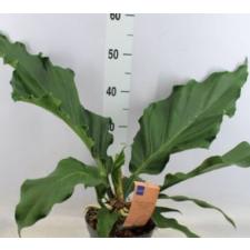 anthurium plowmanii wave of love 12 cm pot