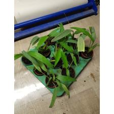 Chlorophytum bichetii