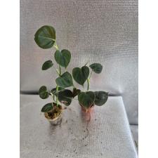 Philodendron lupinum S 650p