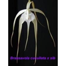 Блк. кукулата х сиб / Blc. cucullata x sib