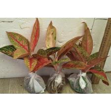 Аглаонема Легаси Красная. / Aglaonema Legacy - red A-108