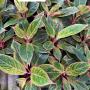 Aglaonema SP-12 Galaxy Pink star