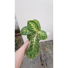 Aglaonema Evergreen 13