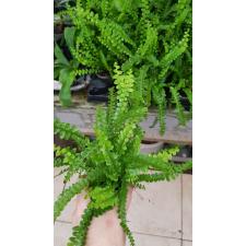 Nephrolepis duffii в 6 см горшке