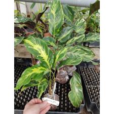 Calathea louisae 'Electric shock'