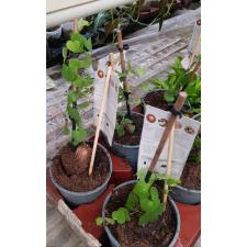 dioscorea elephantipes 12 cm pot