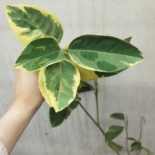 Citrus sinensis (yellow margin leaf) 55