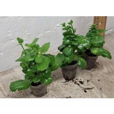 Каланхойя сп. / Kalanchoe sp