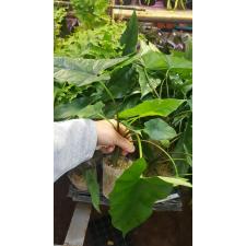 Alocasia Simpo sib  B3 pr.sent