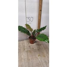 Philodendron sp Caramel pot