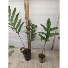 Microsorum sp. pot
