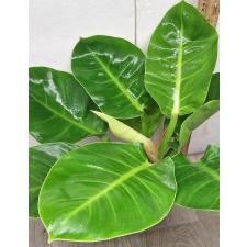 Филодендрон Мунлайт / Philodendron Moonlight (M)