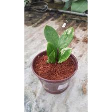 Zamioculcas zamifolia variegated short leaf 1 pot