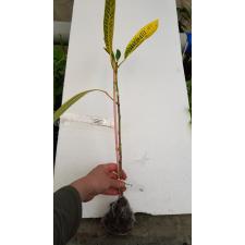 Codiaeum Mortii 288